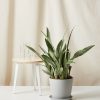 Bloomscape Large Sansevieria Sayuri potted in Stone Ecopot.