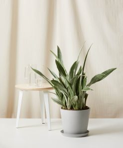 Bloomscape Large Sansevieria Sayuri potted in Stone Ecopot.