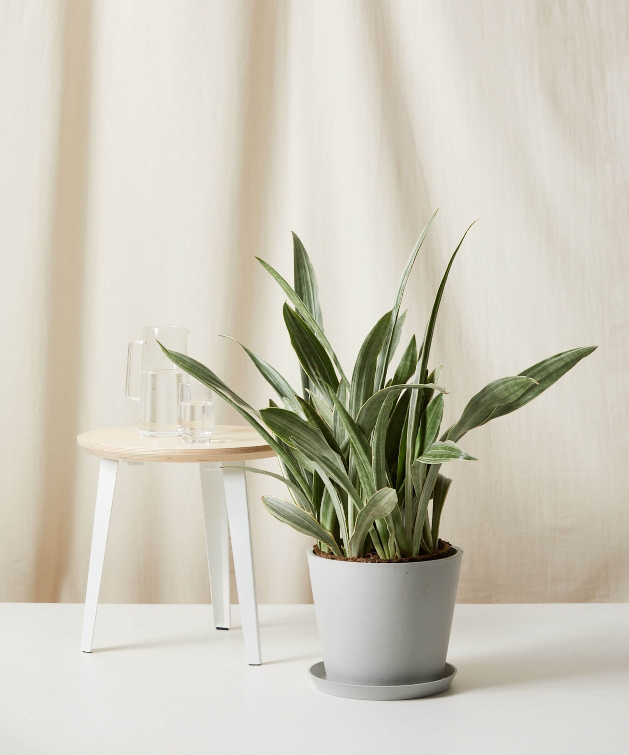Buy Homeforest Potted Sansevieria Sayuri Bloomscape Large Sansevieria Sayuri potted in Stone Ecopot.