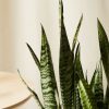 Buy Homeforest Potted Sansevieria