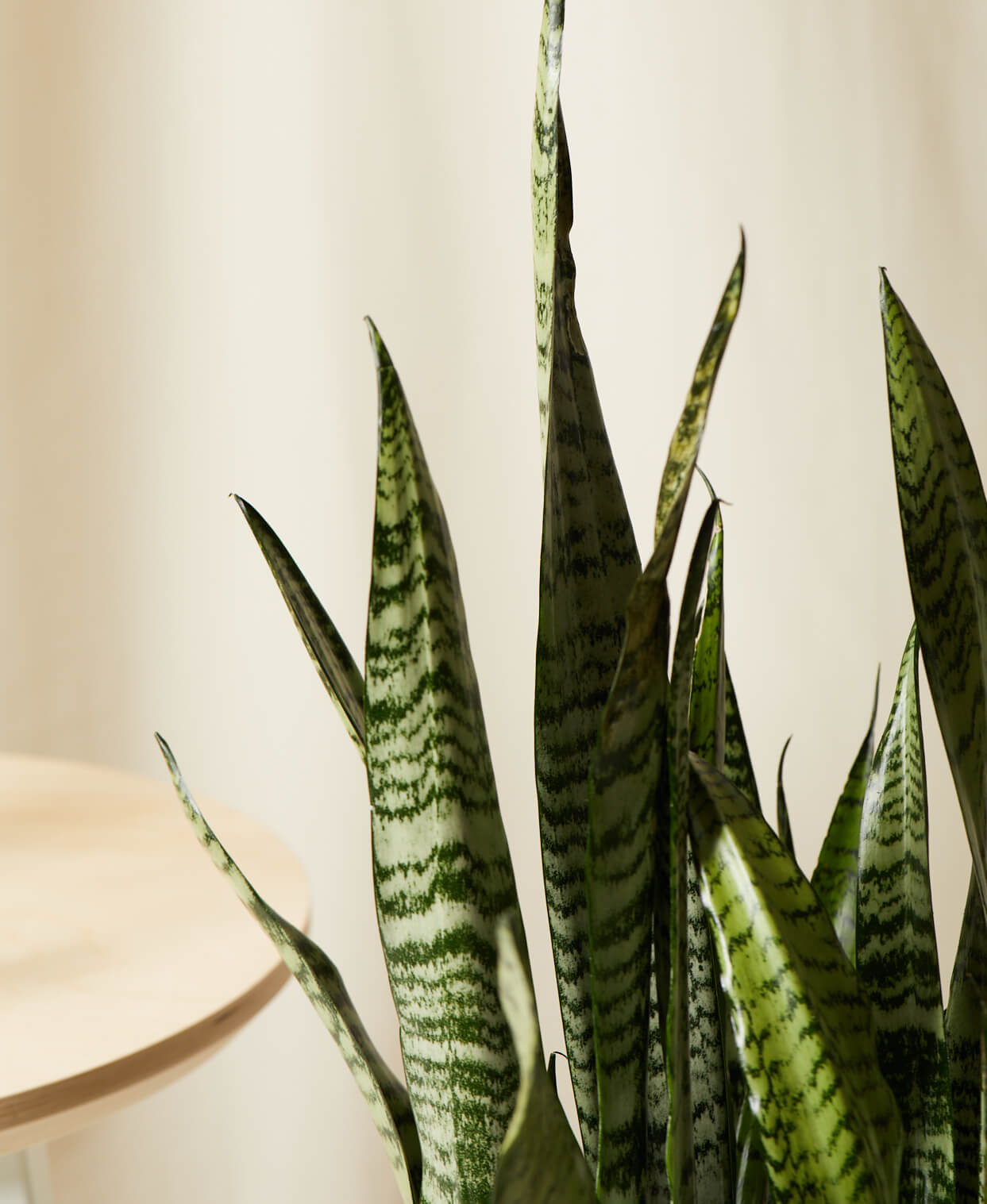 Buy Homeforest Potted Sansevieria Buy Homeforest Potted Sansevieria