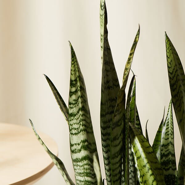 bloomscape_sansevieria_detail_600x600