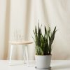 Bloomscape Large Sansevieria potted in Stone Ecopot.