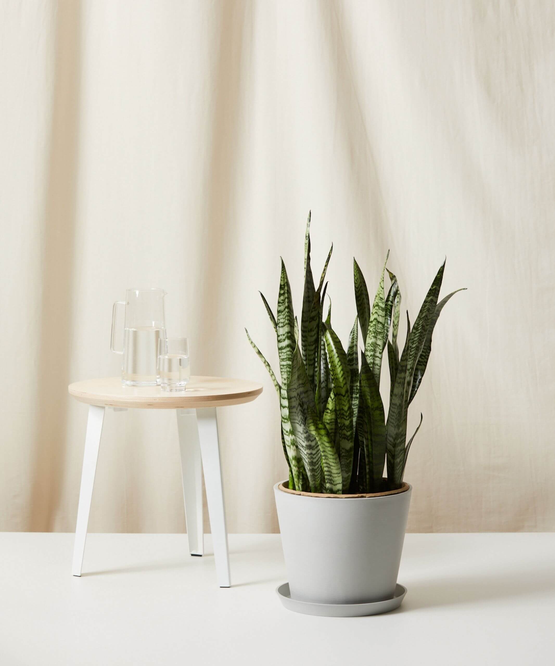 Buy Homeforest Potted Sansevieria Bloomscape Large Sansevieria potted in Stone Ecopot.