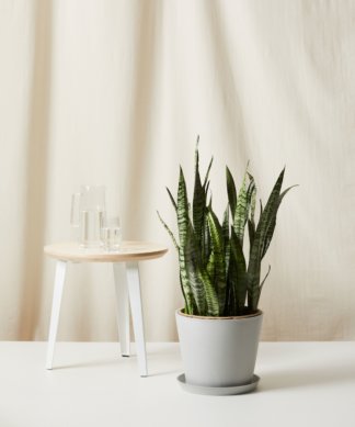 Bloomscape Large Sansevieria potted in Stone Ecopot.