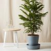 Buy Homeforest Saucer On Wheels