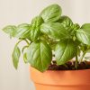 Buy Homeforest Potted Basil