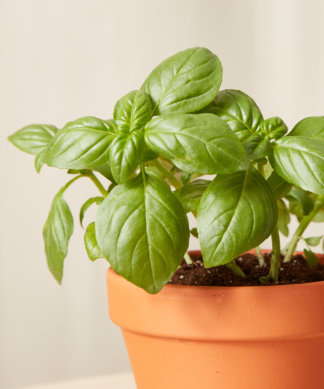 bloomscape_savory-collection_basil-324x389-1 Buy Homeforest Potted Basil
