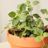 Buy Homeforest Potted Oregano