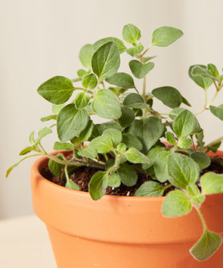 bloomscape_savory-collection_oregano-324x389-1 Buy Homeforest Potted Oregano