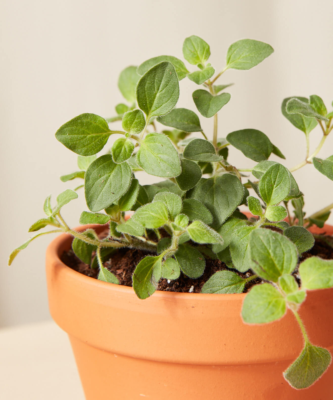 Buy Homeforest Potted Oregano Buy Homeforest Potted Oregano