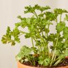 Buy Homeforest Potted Parsley