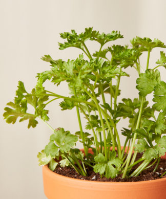 bloomscape_savory-collection_parsley-324x389-1 Buy Homeforest Potted Parsley
