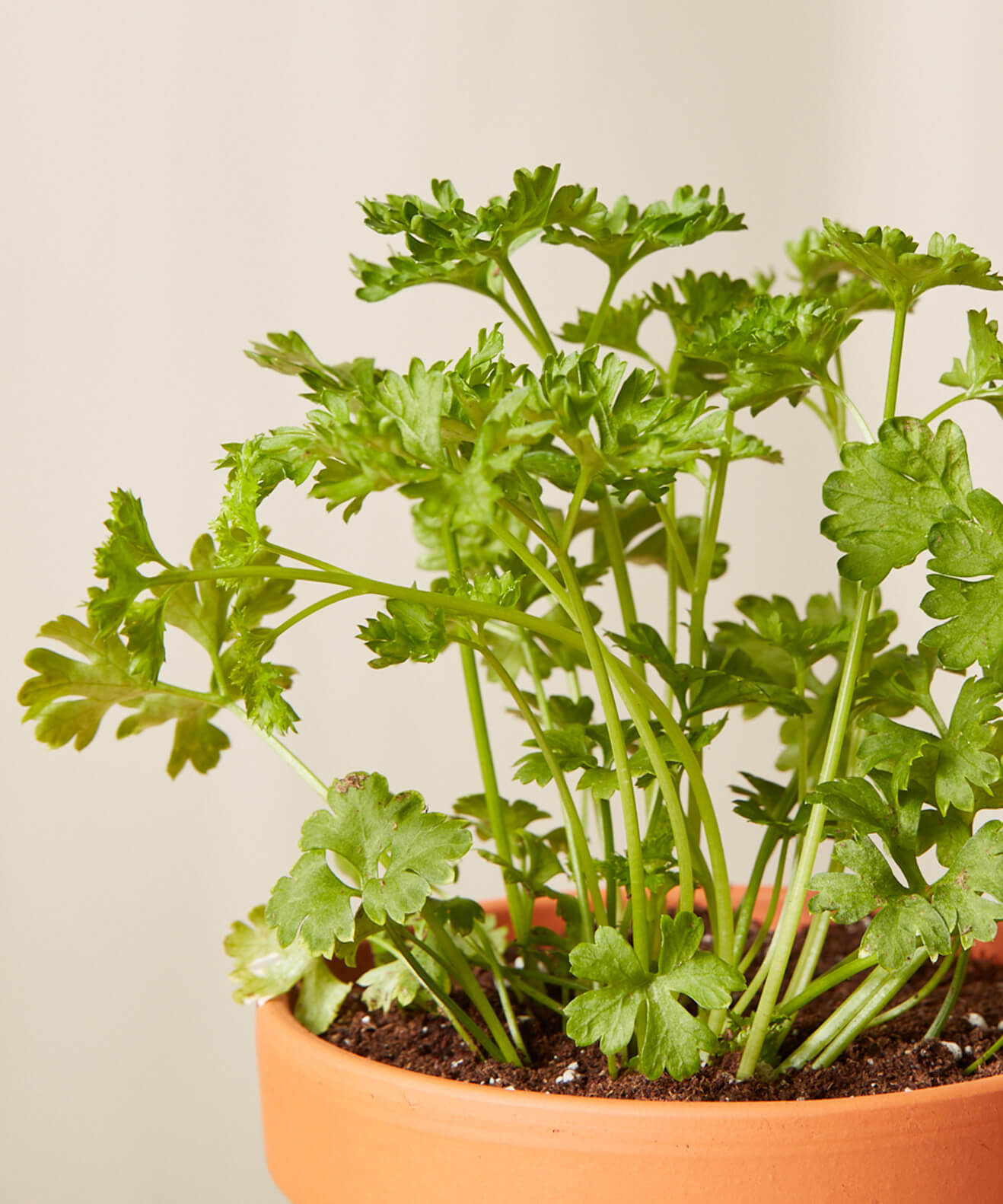 Buy Homeforest Potted Parsley Buy Homeforest Potted Parsley