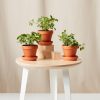 Buy Homeforest Potted Savory Collection