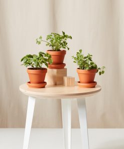 Buy Homeforest Potted Savory Collection