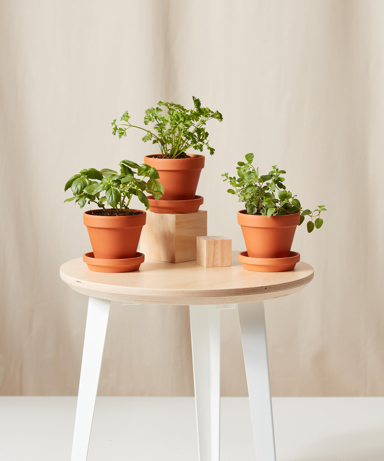 Buy Homeforest Potted Savory Collection Buy Homeforest Potted Savory Collection