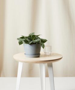 Cây trầu bà bạc - trầu bà pháp