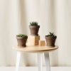 Buy Homeforest Potted Spearmint Collection