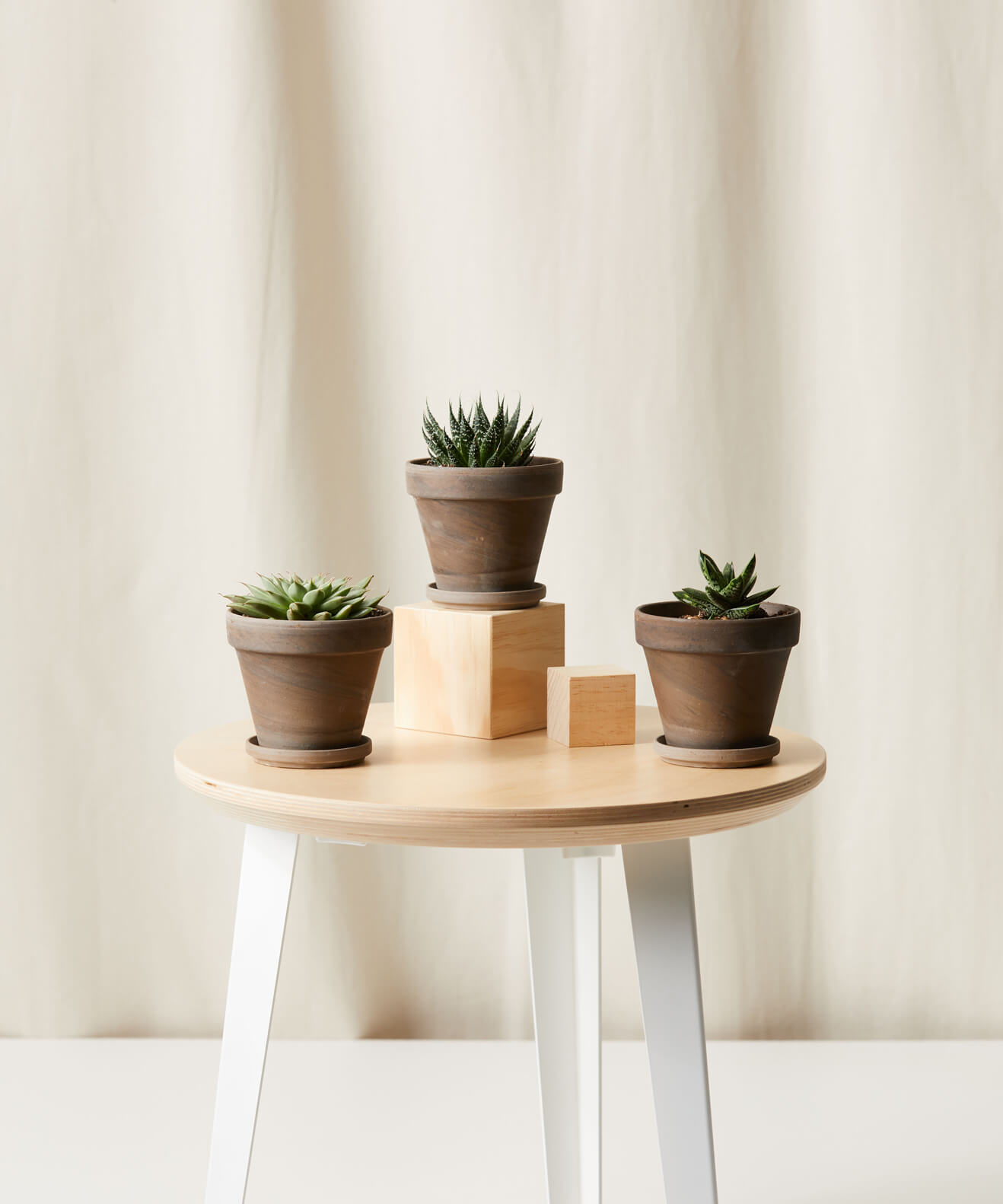 Buy Homeforest Potted Spearmint Collection Buy Homeforest Potted Spearmint Collection