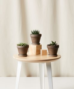 Buy Homeforest Potted Spearmint Collection