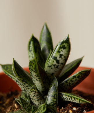bloomscape_spearmint_collection_terra-cotta_gasteria-liliputana-324x389-1 Buy Homeforest Potted Spearmint Collection