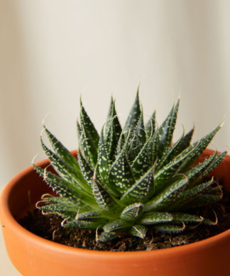 bloomscape_spearmint_collection_terra-cotta_haworthia-aristata-324x389-1 Buy Homeforest Potted Spearmint Collection