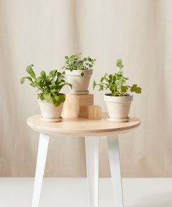 Buy Homeforest Potted Spicy Collection