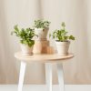 Buy Homeforest Potted Spicy Collection