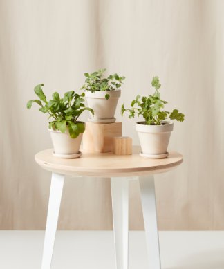 Buy Bloomscape Potted Spicy Collection