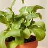 Buy Homeforest Potted Arugula