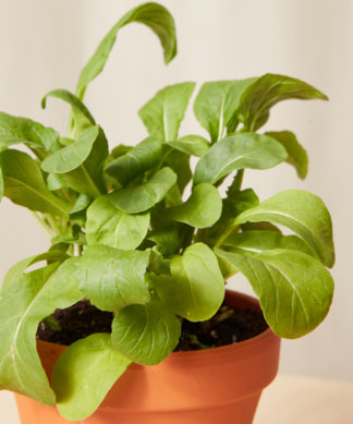 Buy Homeforest Potted Arugula