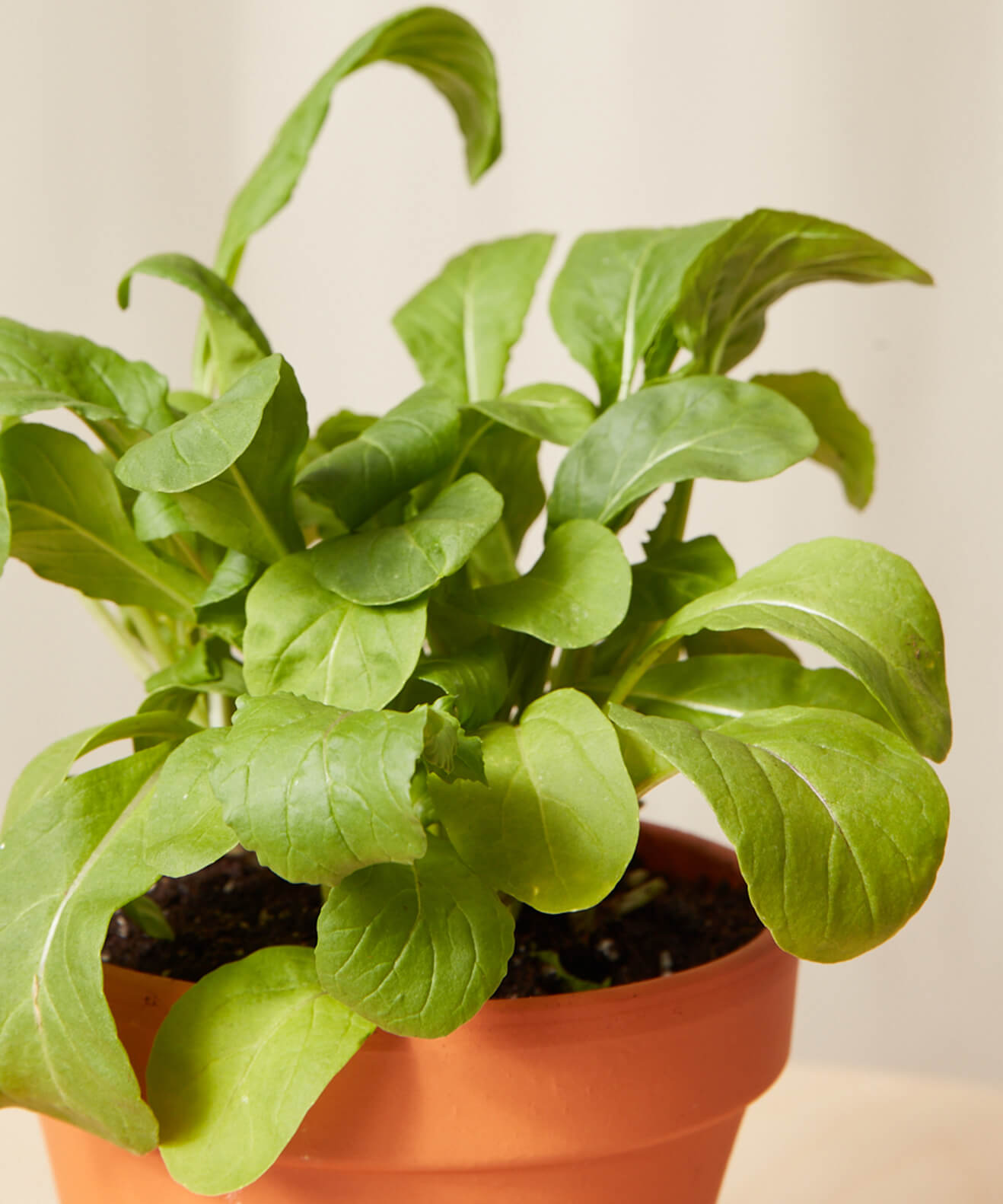 Buy Homeforest Potted Arugula Buy Homeforest Potted Arugula