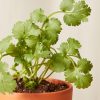 Buy Homeforest Potted Cilantro