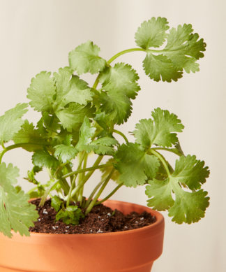 bloomscape_spicy-collection_cilantro-324x389-1 Buy Homeforest Potted Cilantro