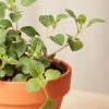 Buy Homeforest Potted Spicy Oregano