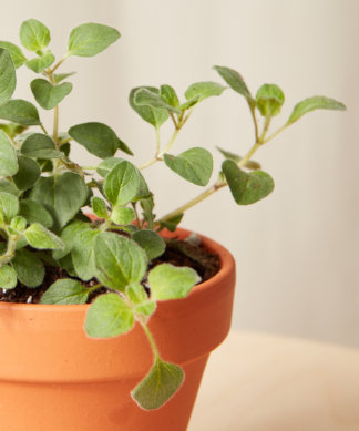 bloomscape_spicy-collection_oregano-324x389-1 Buy Homeforest Potted Spicy Oregano