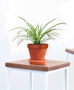 How Office Plants Help Lower Stress and Boost Focus | Bloomscape