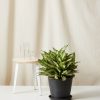 Bloomscape Large Spring Snow Aglaonema potted in Charcoal Ecopot.