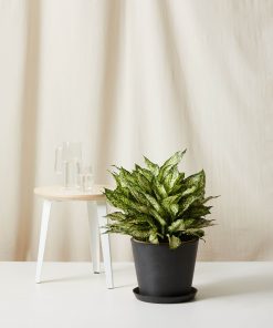 Bloomscape Large Spring Snow Aglaonema potted in Charcoal Ecopot.