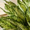 Buy Homeforest Potted Spring Snow Aglaonema