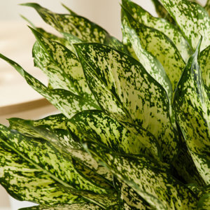 bloomscape_spring-snow-aglaonema_detail_600x600-300x300-2