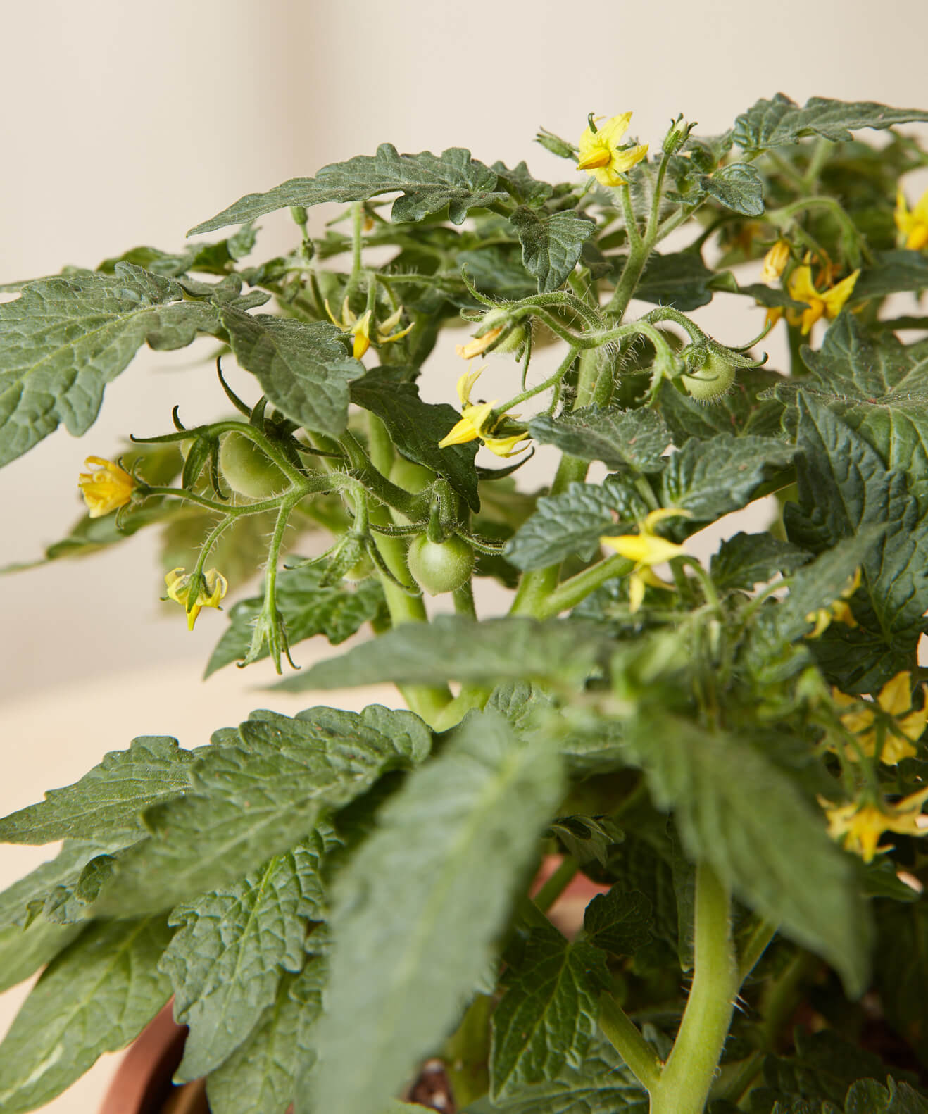 bloomscape_tomato_detail