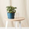 Buy Homeforest Potted Tomato Plant