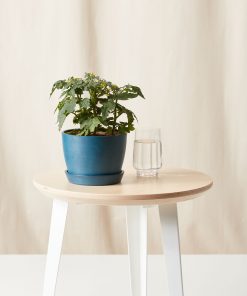 Buy Homeforest Potted Tomato Plant