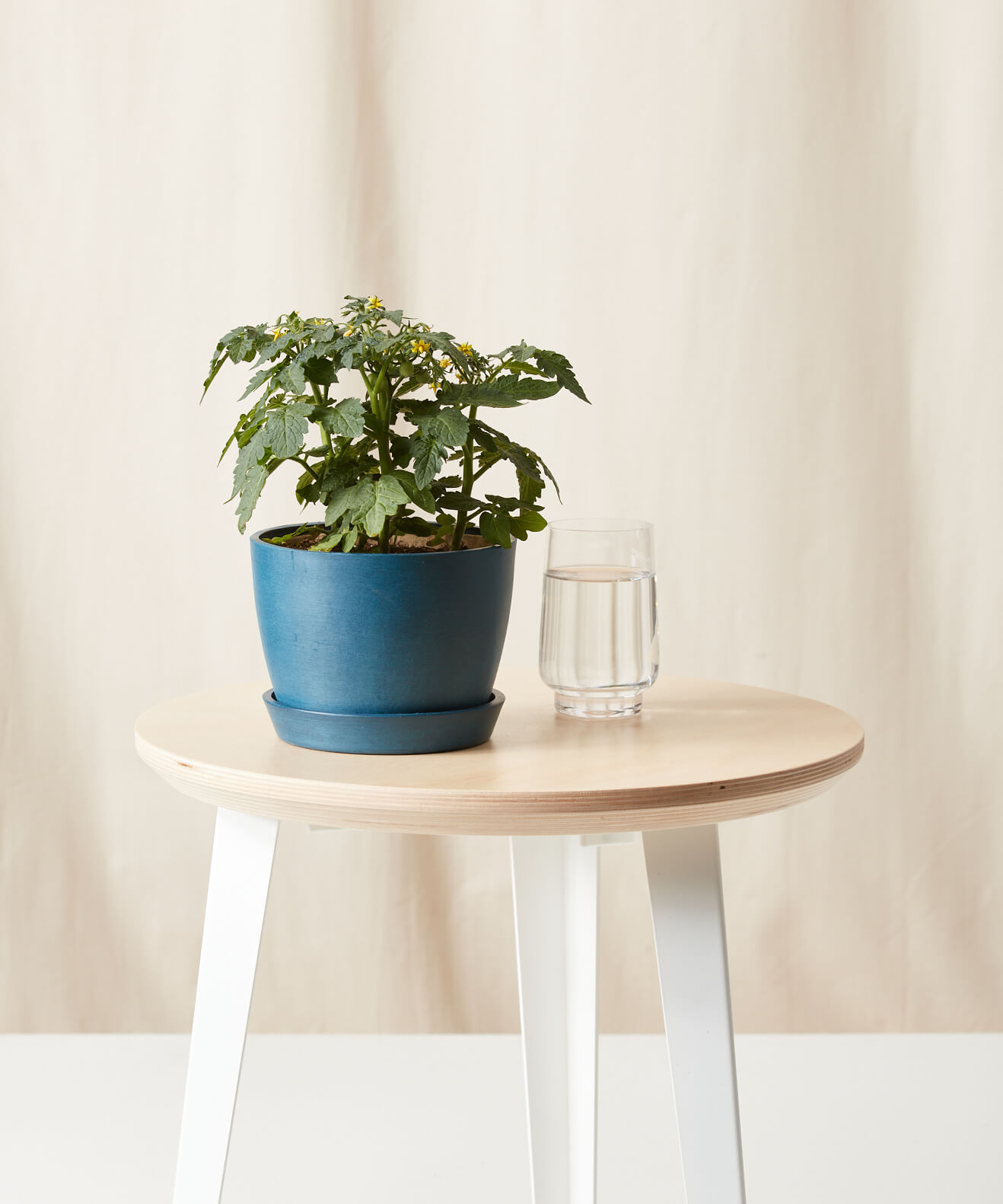 Buy Homeforest Potted Tomato Plant Buy Homeforest Potted Tomato Plant