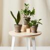 Buy Homeforest Potted Tough Stuff Collection