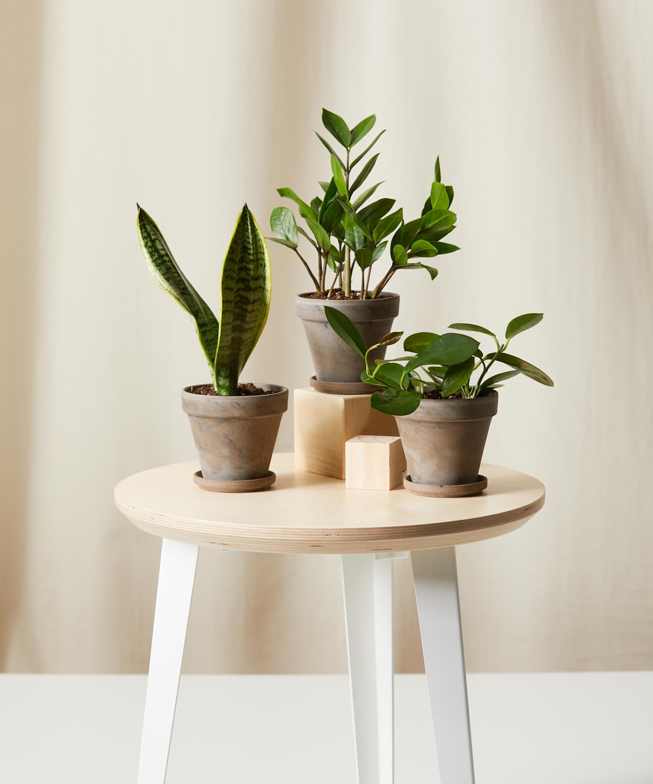 Buy Homeforest Potted Tough Stuff Collection Buy Homeforest Potted Tough Stuff Collection