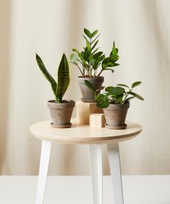 Buy Homeforest Potted Tough Stuff Collection