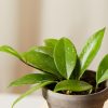 Buy Homeforest Potted Tough Stuff Collection